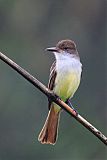 Grenada Flycatcher